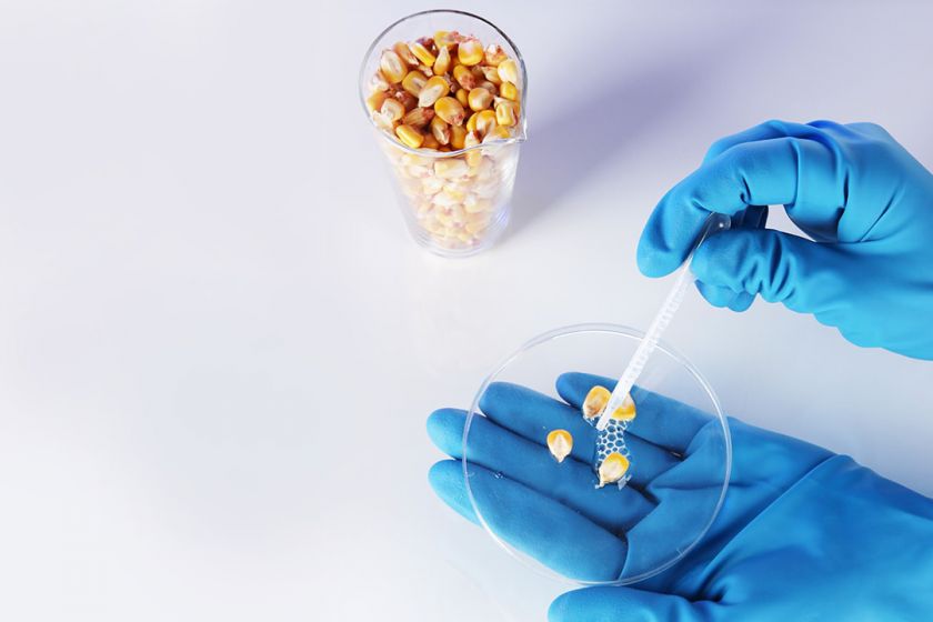 Secured Storage with Grain testing & Grain Quality Improvement facilities